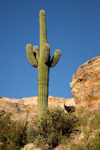 Morning photograph of a tall saguaro cactus standing beside rugged sandstone formations at Javelina Rocks in Saguaro National Park near Tucson, Arizona. Bathed in the first warm light of sunrise cresting over Rincon Peak, the cactus towers proudly above the desert vegetation, its ribbed surface and upward-reaching arms illuminated against a deep blue sky. The composition highlights the resilience and grandeur of this iconic Sonoran Desert plant, which can live for more than two centuries and grow up to forty feet tall. A timeless portrayal of the desert’s harsh beauty and the life it sustains.