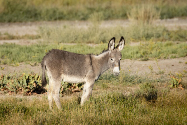 Beatty Baby A young burro stands in soft morning light on the outskirts of Beatty, Nevada, its fluffy gray coat and alert ears highlighted against a backdrop of green desert vegetation and sandy ground. The foal faces slightly downward, appearing calm and curious, with warm sunlight defining the texture of its fur and the subtle dorsal stripe along its back. The setting captures a more natural, scenic pocket of the area, contrasting with the town’s usual roadside or residential burro sightings.
