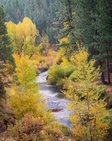 Vibrant autumn view of the Susan River Canyon along the Bizz Johnson Trail near Susanville, Lassen County, California. The calm, winding river flows through dense foliage of golden-yellow and green cottonwoods, willows, and pines on a cool October morning after rainfall. The wet leaves glisten with color, and a touch of mist lingers along the canyon slopes. This scenic vista from near the Devil’s Corral trailhead captures the serene beauty and peaceful solitude of fall in Northern California’s high country.