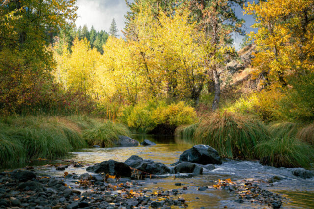 Golden autumn foliage along the Susan River in Lassen County, California, viewed from the Bizz Johnson Trail near Susanville. Vibrant yellow and orange deciduous trees line the calm riverbank, accented by green pines and tall grasses. Soft, diffused light from a clearing storm enhances the reflections in the clear water and highlights the lush canyon textures. This peaceful fall landscape captures the seasonal majesty of Northern California’s Susan River Canyon on a quiet October morning.