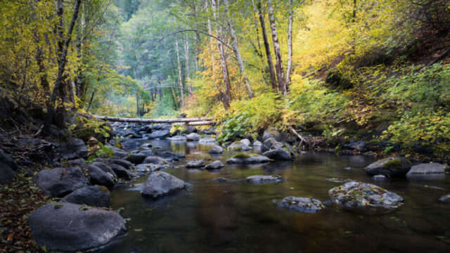 Tranquil autumn scene along Hawkins Creek near McCloud, California, in northern Shasta County. Smooth, clear water flows gently over rounded volcanic rocks beneath an arching canopy of birch, alder, and maple trees displaying yellow and green fall foliage. Soft, diffused overcast light enhances the serenity of the forested stream, with fallen logs and mossy stones adding natural texture. Captured near the Pacific Crest Trail below McCloud Dam, this peaceful creekside view embodies the quiet calm of Northern California’s mountain waterways.