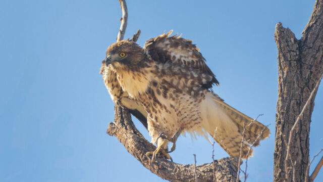 Intense Hawk Juvenile red-tailed hawk perched on a rough tree branch in Siskiyou County, California, leaning forward with wings partially lifted in an alert, tense posture. The young raptor’s mottled brown and cream plumage is lit by bright sunlight, highlighting its streaked chest, yellow eyes, and developing tail patterns. A clear blue sky forms a clean backdrop while the textured bark and broken limbs frame the hawk’s intense, ready-to-launch stance.