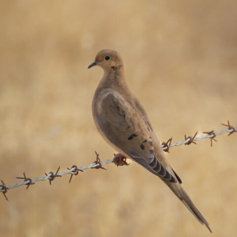 Dove on a Wire A mourning dove perched on a barbed wire fence in soft overcast light, its muted tan and gray plumage blending smoothly with the warm, blurred background. The bird faces left with a calm, alert expression, showing its sleek profile, teardrop-shaped eye, and subtly patterned wings. The gentle lighting highlights the dove’s smooth contours and understated coloration while the textured wire beneath its feet adds contrast to the quiet, delicate scene.