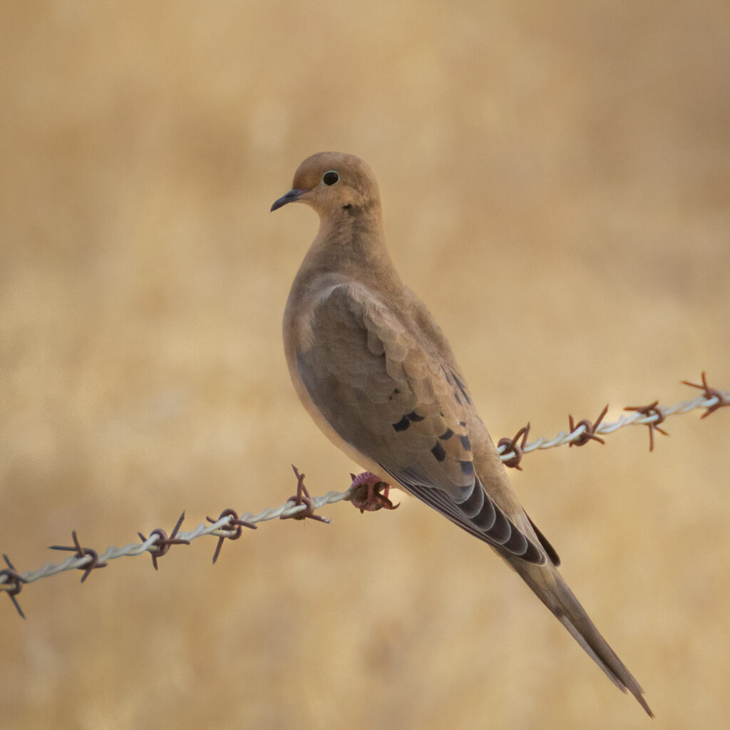 A mourning dove perched on a barbed wire fence in soft overcast light, its muted tan and gray plumage blending smoothly with the warm, blurred background. The bird faces left with a calm, alert expression, showing its sleek profile, teardrop-shaped eye, and subtly patterned wings. The gentle lighting highlights the dove’s smooth contours and understated coloration while the textured wire beneath its feet adds contrast to the quiet, delicate scene.