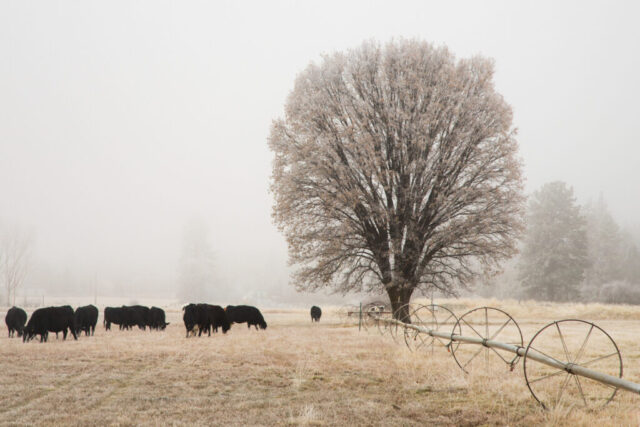 Frosty Feeding Under the Old Oak A serene winter scene in the Honey Lake Valley near Janesville, California, showing a group of black cattle feeding in a frost-covered pasture beneath a large, majestic black oak tree glazed in hoar frost. The soft white fog created by an inversion layer and freezing pogonip air muffles the background, transforming the landscape into a peaceful, rural tableau. An irrigation wheel line arcs gently through the field, emphasizing the quiet agricultural life of northern California’s high desert valleys. The muted tones, icy textures, and misty atmosphere evoke the quiet beauty of winter mornings in rural America.