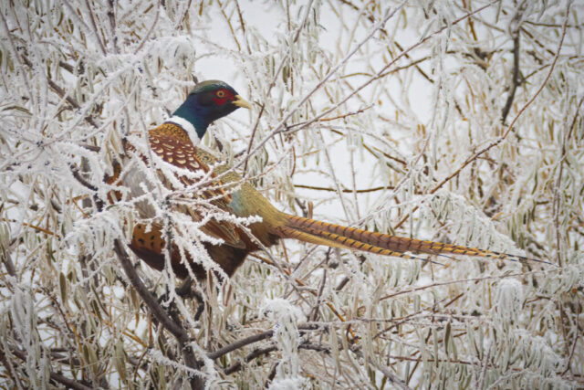 Frigid Pheasant A male ring-necked pheasant perched in a frost-covered tree at the Honey Lake Wildlife Area in Lassen County, California. His iridescent blue-green head, red facial patch, and white neck ring contrast sharply with the intricate coating of hoarfrost on the branches. The long, barred tail extends through the frozen twigs as the bird turns his head to glance toward the camera, creating a vivid portrait set against a backdrop of dense, icy foliage.