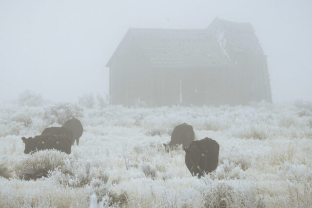 Bitter Morning on the Ranch Winter ranch scene in thick freezing fog near Janesville, California, showing several black cattle grazing through heavy hoarfrost that coats the pale grasses. The animals emerge from the muted white landscape with their dark forms softened by the mist. In the background, an old weathered barn looms partially obscured by fog, its sagging roof and worn boards adding a sense of age and isolation. The frosty vegetation, dense haze, and subdued light create an atmospheric portrait of harsh winter conditions on high-elevation ranchland.