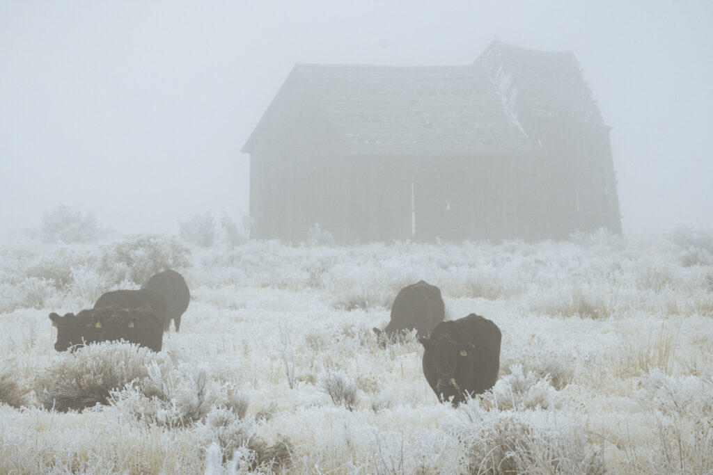 Winter ranch scene in thick freezing fog near Janesville, California, showing several black cattle grazing through heavy hoarfrost that coats the pale grasses. The animals emerge from the muted white landscape with their dark forms softened by the mist. In the background, an old weathered barn looms partially obscured by fog, its sagging roof and worn boards adding a sense of age and isolation. The frosty vegetation, dense haze, and subdued light create an atmospheric portrait of harsh winter conditions on high-elevation ranchland.
