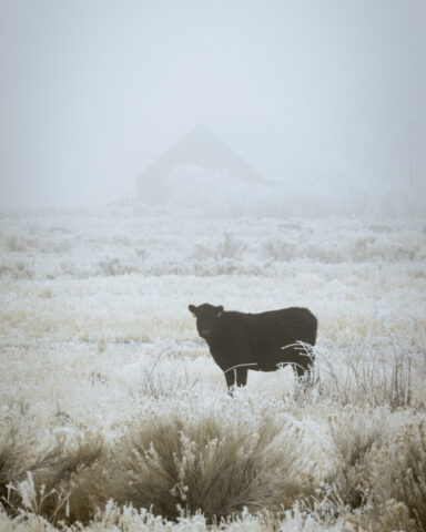 Loner in the Frost Lone black heifer standing in a frost-covered high-desert field near Honey Lake, California, surrounded by dense freezing fog. Thick hoarfrost coats the grasses and shrubs, giving the landscape a pale, icy texture. In the distance, the faint silhouette of a barn emerges through the mist, its roofline barely visible against the muted sky. The cow faces the camera, her dark form sharply contrasting with the soft, white haze of the pogonip-filled morning.