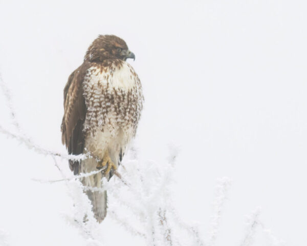 Hawk in the Frost Juvenile red-tailed hawk perched on a frost-covered branch near Janesville, California, surrounded by dense freezing fog. The young raptor’s brown and cream plumage appears slightly dusted with frost, its feathers fluffed against the cold. The pale, misty background creates a soft, high-key scene that emphasizes the bird’s shape and markings while the thick hoarfrost on nearby twigs adds delicate texture to the wintry setting.