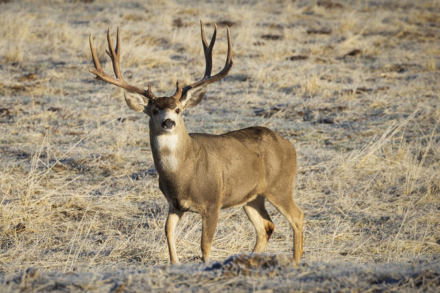 30 Incher A large mule deer buck stands in warm morning light near Johnstonville, California, his massive antlers spreading far wider than his alert, forward-facing ears. The buck’s rich brown coat and muscular frame contrast with the pale, dry grasses of the open field. His tall, symmetrical antler tines catch the low sun, emphasizing the impressive width and structure that mark him as a notably mature animal. With his head raised and posture steady, he appears watchful and calm among unseen nearby does.
