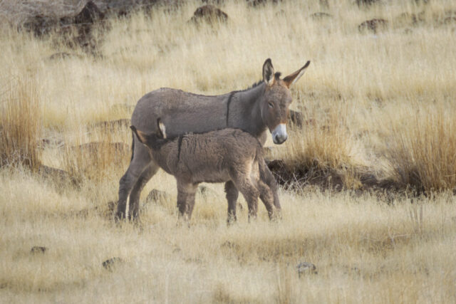 High Desert Lunch Time A wild jenny stands in pale winter grassland in the Smoke Creek Desert along the California–Nevada border while her foal nurses beneath her. The foal’s thick, woolly coat contrasts with the sleeker gray-brown fur of the mother, both framed by tawny grasses and scattered dark rocks. Soft winter light highlights the arid, remote high-desert landscape managed by the Bureau of Land Management, emphasizing the quiet, intimate moment between the two burros in this rugged terrain.