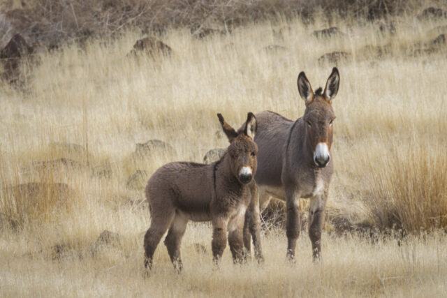 Smoke Creek Jenny and Foal A wild jenny and her young foal stand close together in the tawny winter grasslands of the Smoke Creek Desert along the California–Nevada border. The foal’s fluffy, wool-like coat contrasts with the sleeker fur of the jenny as both face the camera with calm, attentive expressions. Dry grasses and scattered rocks fill the softly lit background, emphasizing the arid, remote terrain managed by the Bureau of Land Management and known for its healthy populations of wild burros and other desert wildlife.