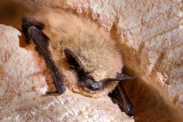 A small bat sleeps clinging face-down to the textured wall of an old talc mine in northern Nevada. Its dense, pale tan fur is dusted with fine powder from the cave walls, while its dark leathery wings fold tightly against its body. Soft, low-intensity light reveals the delicate details of its ears, nose, and tiny claws without disturbing the animal. The close-up composition highlights the contrast between the bat’s fluffy coat and the rough, light-colored mineral surface surrounding it.