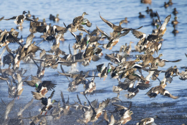 Was it Something I Said A large mixed flock of ducks—primarily Northern Shovelers and American Wigeons—erupts from the surface of Tule Lake in a dramatic blast-off, wings flapping and water splashing. The birds are captured mid-air in various stages of flight, filling the frame with motion and energy. The calm blue water in the background contrasts with the chaotic flurry of feathers and droplets in the foreground, highlighting the suddenness of their synchronized takeoff.