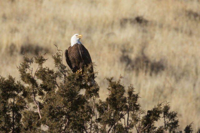 Regal Eagle Bald eagle perched atop a juniper tree at Tule Lake National Wildlife Refuge in northern California, its white head and yellow beak standing out against the soft beige tones of distant grasslands. The raptor faces slightly left with an alert posture, dark brown wings folded and talons gripping the dense juniper branches. Bright winter light reveals crisp feather detail and the rugged texture of the shrub, creating a calm, natural scene in open high-desert habitat.