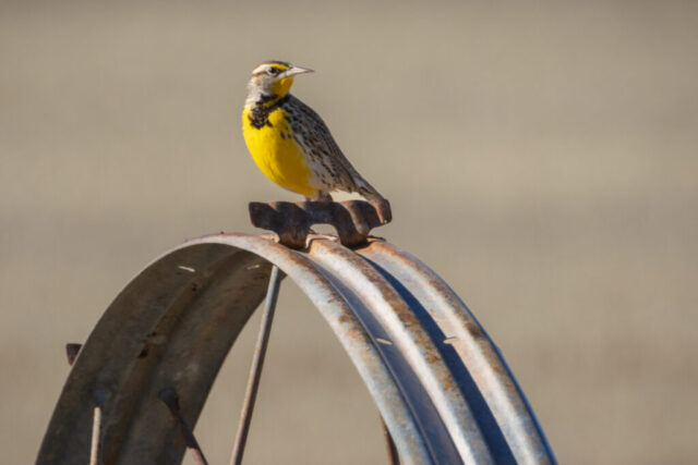 Proud Meadowlark A western meadowlark perched on the metal frame of an irrigation wheel line near Tule Lake National Wildlife Refuge. The bird faces left, showing its bright yellow belly, bold black “V” across the chest, and streaked brown-and-white upperparts. Soft, even light highlights the crisp plumage details against a smooth beige background, giving the meadowlark a proud, upright posture as it surveys the open farmland around it.