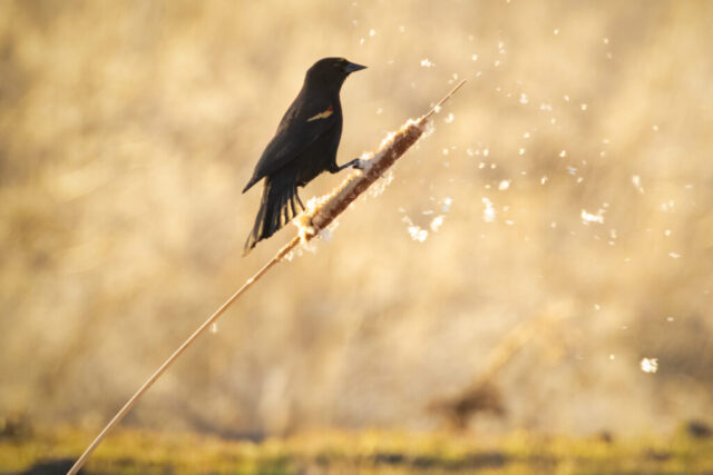 Red-Winged Blackbird on Cattail A male red-winged blackbird perched on a cattail at the Fleming Unit of the Honey Lake Wildlife Area in Lassen County, California. The warm late-afternoon backlight highlights the bird’s glossy black plumage and the red-and-yellow shoulder patch on his wing. Fluffy cattail seeds drift into the air around him, carried by a light breeze against a soft golden background. The blackbird grips the bending stalk as the seeds disperse, creating a dynamic, glowing scene in the wetland.