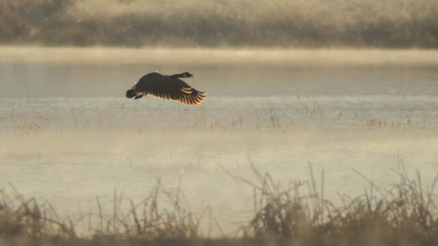 Goose and Glow A Canada goose flies low over a mist-covered pond at the Fleming Unit of the Honey Lake Wildlife Area in Lassen County, California. The bird is backlit by soft early morning light, casting a warm glow through its outstretched wings and illuminating the tips of its feathers. Thin fog hovers just above the water’s surface, while blurred grasses and reeds line the edges of the wetland. The scene captures the quiet beauty and motion of this common waterfowl species in a tranquil, early spring landscape.