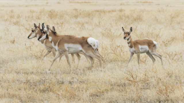 Pronghorn Trio in Lassen County Three pronghorns move through pale, dried grasses in Lassen County, California, two walking in tight formation while a third lingers slightly apart and watches with alert ears. Their tan, white, and dark facial markings stand out against the soft, monochromatic backdrop, and the leading animal’s raised white rump patch adds contrast to the muted terrain. The scene highlights their sleek bodies, slender legs, and the fluid stride typical of these fast, highly alert plains animals.