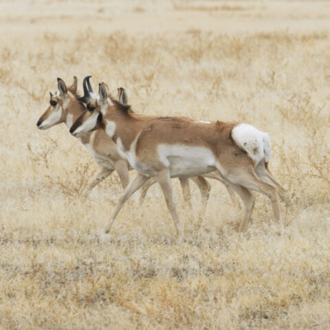 Pronghorn Bucks in Lassen County California Three pronghorn bucks trot in tight formation through pale, dried grasses in Lassen County, California, their tan and white coats blending with the muted background. All three are captured in profile with alert, forward-facing ears and dark, curved horns that contrast sharply against the soft terrain. The lead buck’s raised white rump patch adds a bright focal point, while the motion of their slender legs and streamlined bodies conveys the fluid, effortless gait typical of this fast, plains-adapted species.