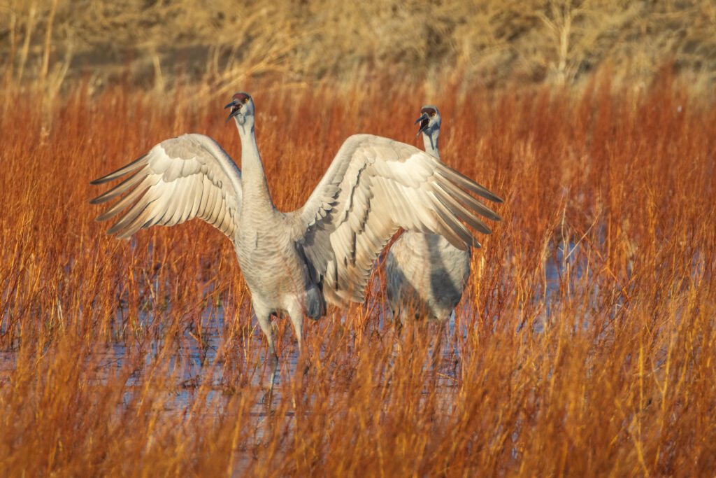 Two sandhill cranes stand in a marsh at the Honey Lake Wildlife Area in Lassen County, California, both vocalizing as warm early-morning light illuminates the reddish grasses around them. The crane in front stretches its broad gray wings outward in an expressive display, revealing layered feathers and a hint of its large wingspan, while the second crane stands just behind with its beak open. Shallow water, dense reeds, and soft golden tones create a vivid wetland backdrop highlighting their alert, animated posture.