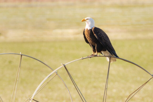 Bald Eagle on a Wheel Line Bald eagle perched on an irrigation wheel line in the Honey Lake Valley of Lassen County, California, its white head and yellow beak bright in soft mid-morning light. The dark brown wings are folded neatly as the eagle faces slightly right, gripping the curved metal bar with its talons. Behind it, a blurred field of pale greens and tans creates a smooth backdrop that emphasizes the bird’s strong profile and calm posture.