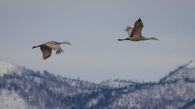 Two sandhill cranes fly in early-morning light above the Fleming Unit of the Honey Lake Wildlife Area in Lassen County, California, their long necks extended and broad gray-brown wings spread against a pale sky. The birds travel side by side with steady wingbeats, silhouetted cleanly against distant snow-covered mountains that rise in soft blue tones below them. Subtle dawn lighting reveals feather detail along their primaries and the graceful curve of their bodies, capturing a calm moment of migration or local movement across the valley.