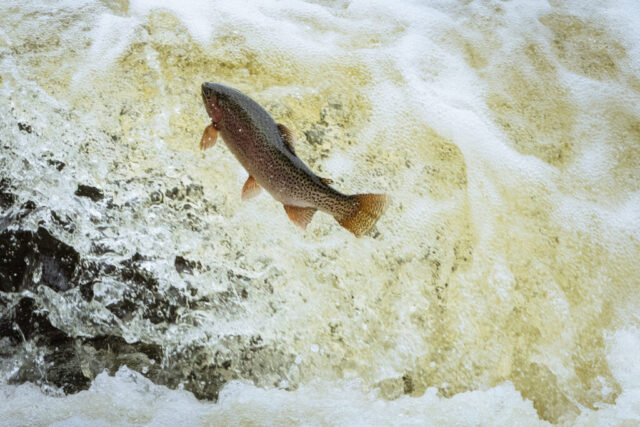 Rainbow trout caught mid-leap above turbulent water at the Pine Creek Weir near Eagle Lake in Lassen County, California. The fish arcs upward against a frothy mix of white and yellow-tinged currents, its speckled body and reddish flank sharply defined against the rushing flow. Spray and reflected light create a textured backdrop that emphasizes the force of the creek and the trout’s struggle to move upstream during its spring spawning run.