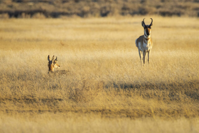I'll Take the first Watch Two pronghorn bucks rest and stand in golden late-afternoon light on an open grassland in Lassen County, California. One buck lies low in the tall, sunlit grasses with only his head and small horns visible, while the other stands alert several yards away, his curved black horns and bold tan-and-white markings catching the warm glow. The pale, windswept field and soft background hills create a clean, open setting that emphasizes the contrast between the resting animal and the vigilant one watching the distance.