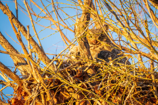 GHO's in Nest Great horned owl and chick nestled together in a tree nest in Lassen County, California, illuminated by warm golden hour morning light. The adult owl peers through a lattice of thin branches with sharp yellow eyes while the downy white chick sits close beside it, partly hidden by the nest. Soft sunlight highlights the textured bark, tangled twigs, and the contrasting plumage of parent and chick, creating an intimate view of the nesting pair.