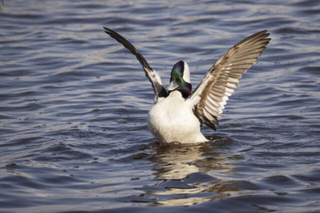 Bufflehead Drake Mating Display A male bufflehead duck speeds across shallow water in a burst of motion at the Lower Klamath National Wildlife Refuge in Siskiyou County, California. His compact body creates a dynamic arc of water as he retreats from an unseen rival, wings tucked and head held forward in flight-like motion. The drake’s iridescent green and purple head gleams against his bright white forehead and cheeks, partially blurred by the splash. The surrounding water is textured with ripples and reeds, capturing the energy of a springtime mating chase.