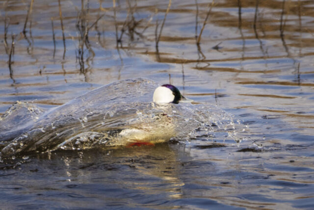 Bufflehead Motion A male bufflehead duck speeds across shallow water in a burst of motion at the Lower Klamath National Wildlife Refuge in Siskiyou County, California. His compact body creates a dynamic arc of water as he retreats from an unseen rival, wings tucked and head held forward in flight-like motion. The drake’s iridescent green and purple head gleams against his bright white forehead and cheeks, partially blurred by the splash. The surrounding water is textured with ripples and reeds, capturing the energy of a springtime mating chase.