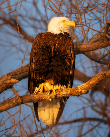 Golden Hour Bald Eagle Bald eagle perched on a tree branch in warm golden hour light at the Lower Klamath Wildlife Refuge in Siskiyou County, California. The eagle’s white head glows against the blue sky while its rich brown plumage is illuminated by the early sunlight. Bare branches frame the scene as the bird looks intently to the right, its talons gripping the branch.