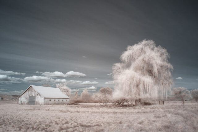 Infrared landscape photograph of a rustic barn and weeping willow tree near Klamath Falls, Oregon, captured with a 720nm infrared filter on a full spectrum modified camera. The near-infrared light creates glowing pastel tones in the spring foliage under a softly clouded sky. The luminous willow and weathered barn form a tranquil rural composition that combines the surreal qualities of infrared photography with the quiet beauty of country life.