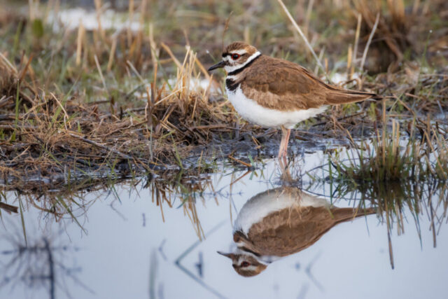 A Killdeer stands at the edge of a shallow puddle in the Fleming Unit of the Honey Lake Wildlife Refuge near Janesville, California, its brown upperparts, white belly, and distinctive double black breast bands reflected clearly in the still water. The bird’s bright red eye ring and slender dark bill stand out against the muted tones of dried grasses and mud around it. Subtle ripples and mirrored grasses frame the scene, highlighting the Killdeer’s alert posture and the quiet, early-morning wetland setting.
