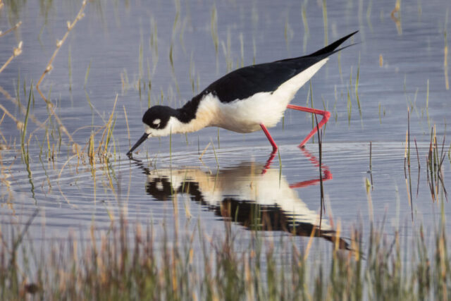 A black-necked stilt wades through shallow water at the Fleming Unit of the Honey Lake Wildlife Refuge near Janesville, California, its long thin pink legs reflected clearly beneath it. The bird leans forward to probe the surface, showing its sharp black-and-white plumage, slender black bill, and bright white facial markings. Sparse reeds rise around it and soft ripples create gentle patterns in the calm wetland, emphasizing the stilt’s delicate posture and precise foraging behavior.