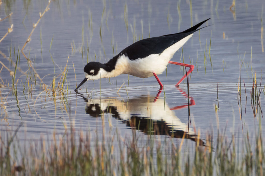 A black-necked stilt wades through shallow water at the Fleming Unit of the Honey Lake Wildlife Refuge near Janesville, California, its long thin pink legs reflected clearly beneath it. The bird leans forward to probe the surface, showing its sharp black-and-white plumage, slender black bill, and bright white facial markings. Sparse reeds rise around it and soft ripples create gentle patterns in the calm wetland, emphasizing the stilt’s delicate posture and precise foraging behavior.