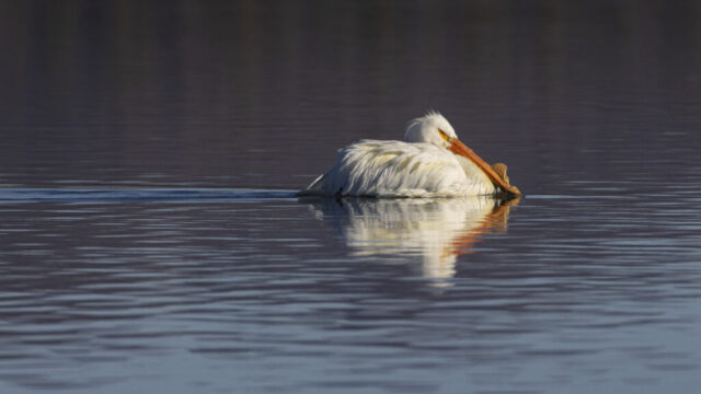 Grumpy Pelican An American white pelican glides across the calm surface of Eagle Lake in Lassen County, California, its white plumage glowing softly in warm, low-angle light. The bird’s large orange bill rests against its chest as it floats with a relaxed posture, leaving a subtle wake behind. The smooth water reflects the pelican’s shape and the muted colors of the shoreline, creating a peaceful, early-season scene.