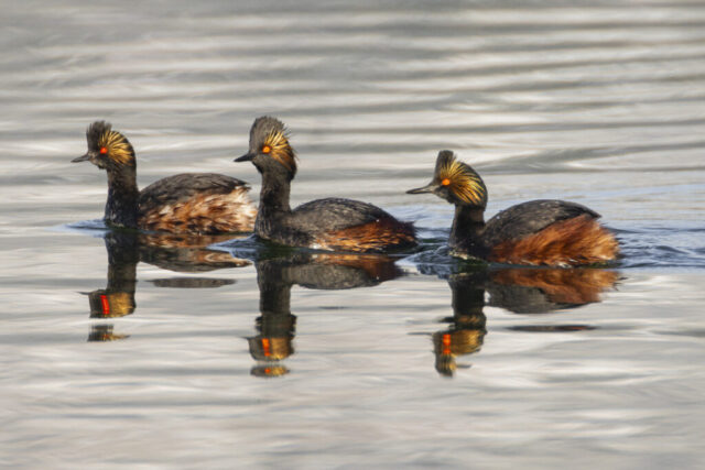 Eared Grebes in Breeding Plumage Three eared grebes in full breeding plumage swim closely together on the calm surface of Eagle Lake in Lassen County, California. Their dark bodies contrast with bright chestnut flanks, while golden fan-like plumes spread from behind their vivid red eyes. Soft morning light highlights their intricate colors and creates clear reflections in the rippled water. The trio moves in a loose line, emphasizing their striking seasonal coloration and synchronized motion on the lake.