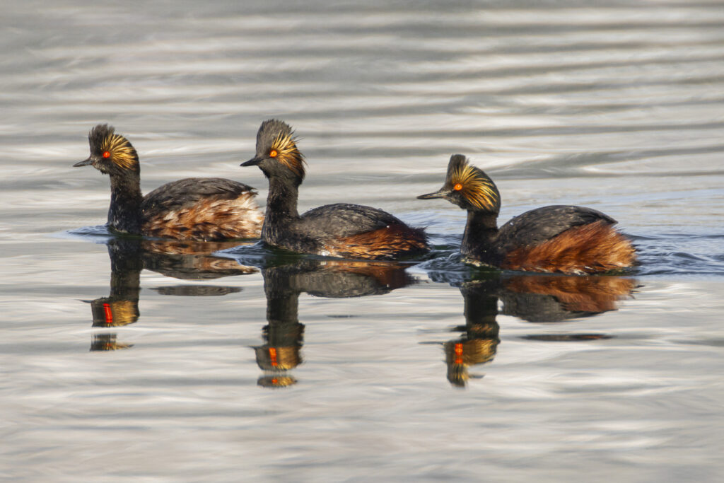 Three eared grebes in full breeding plumage swim closely together on the calm surface of Eagle Lake in Lassen County, California. Their dark bodies contrast with bright chestnut flanks, while golden fan-like plumes spread from behind their vivid red eyes. Soft morning light highlights their intricate colors and creates clear reflections in the rippled water. The trio moves in a loose line, emphasizing their striking seasonal coloration and synchronized motion on the lake.
