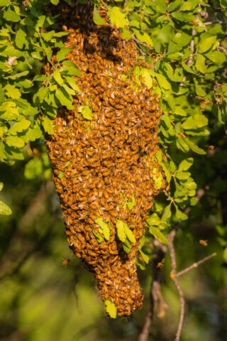 Honey Bee Swarm in a Blue Oak A dense honey bee swarm clustered on the trunk and lower branches of a blue oak tree in Shasta County, California. Thousands of bees form a teardrop-shaped mass, their golden-brown bodies layered tightly together in the warm afternoon light. Fresh green oak leaves frame the swarm, casting small shadows across the bees while a few individuals hover nearby. The scene highlights the texture of the living cluster and the contrast between the bright foliage and the concentrated movement of the bees.