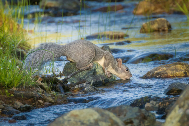 A gray squirrel stretches out over a cluster of wet rocks at the edge of a shallow spring creek in Shasta County, California, reaching down to drink from the clear, flowing water. Its body is elongated with paws braced on the stones, tail extended behind it, and soft spring light highlighting the gray and cream tones of its coat. The creek’s ripples, scattered rocks, and fresh green grasses create a vibrant seasonal backdrop that emphasizes the calm, refreshing moment.