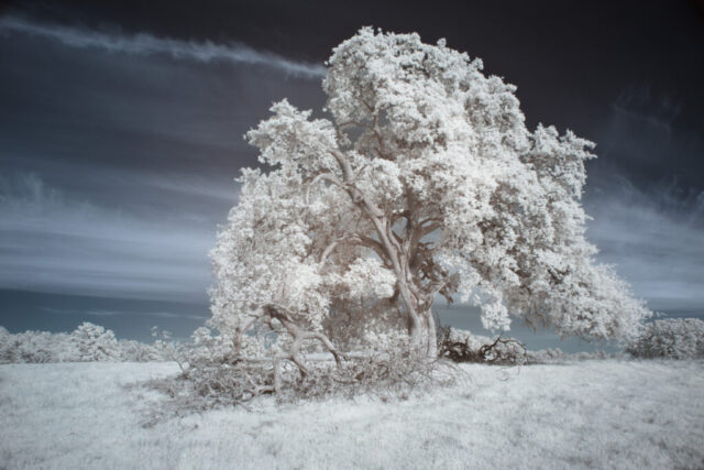 Majestic Blue Oak in Invisible Light Infrared landscape photograph of a large blue oak tree (Quercus douglasii) on rolling hills in Shasta County, California, captured with a 720nm infrared filter on a full spectrum modified camera. The near-infrared light reveals brilliant white foliage and glowing grass under a softly clouded sky, creating a surreal, high-contrast scene that emphasizes the oak’s sculptural form and the sweeping spring landscape.