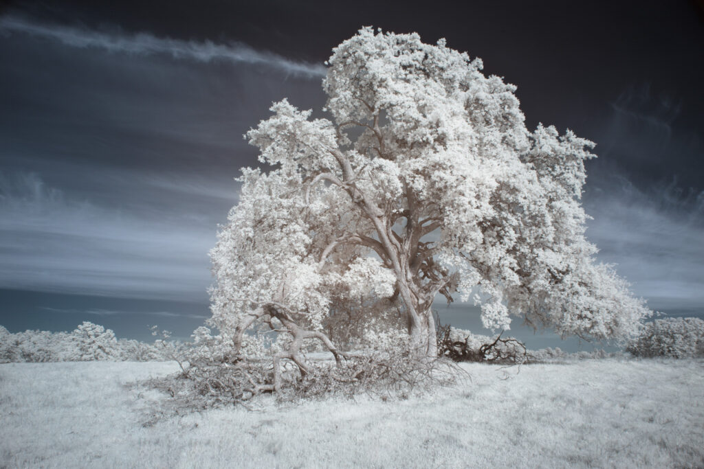 Infrared landscape photograph of a large blue oak tree (Quercus douglasii) on rolling hills in Shasta County, California, captured with a 720nm infrared filter on a full spectrum modified camera. The near-infrared light reveals brilliant white foliage and glowing grass under a softly clouded sky, creating a surreal, high-contrast scene that emphasizes the oak’s sculptural form and the sweeping spring landscape.