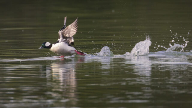 Bufflehead Take Off A male bufflehead bursts into flight from the surface of the Sacramento River in Redding, California, its small body stretched forward as bright pink feet kick across the water. Splashes rise in a line behind it, and its iridescent green-and-purple head patch catches the soft morning light. The duck’s white chest and wing patches contrast with the smooth green reflections on the river, emphasizing the energy and speed of its takeoff.