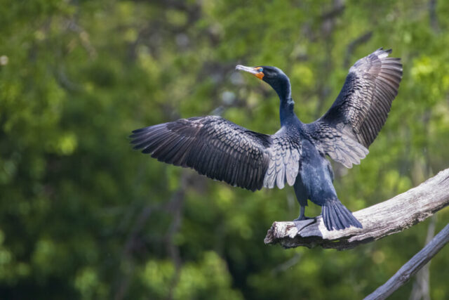 Cormorant Drying it's Wings A double-crested cormorant perches on a sunlit branch above the Sacramento River in Redding, California, spreading its dark wings wide to dry them. Its glossy black feathers show hints of iridescence in the light, while the bright orange gular skin and vivid turquoise eye stand out against the soft green background. The bird’s long neck and hooked bill angle upward as it balances on the branch, highlighting its distinctive spring breeding appearance and drying posture.