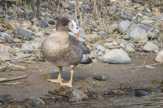 What Do You Mean I'm Not a Honker A hybrid goose with mottled brown and white plumage stands on a rocky shoreline, its head turned slightly, revealing a distinctive patchy white face and thick neck.