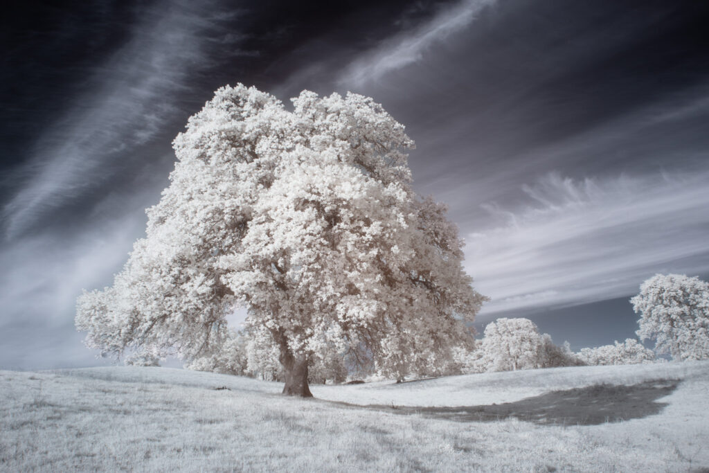 Infrared landscape photograph of a massive blue oak tree (Quercus douglasii) on a family ranch in Shasta County, California, captured with a 720nm infrared filter on a full spectrum modified camera. The near-infrared spectrum reveals bright white foliage and softly glowing grass beneath a textured spring sky, creating a surreal yet peaceful scene that highlights the tree’s grand structure and the rolling California hills.