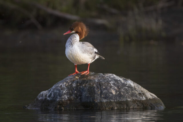 Merganser Hen on a Rock A female Common Merganser stands alert atop a smooth river rock along the Sacramento River, her chestnut crest fluffed and vibrant orange legs contrasting with her soft gray and white plumage. A blurred shoreline and still water provide a calm backdrop under soft morning light.